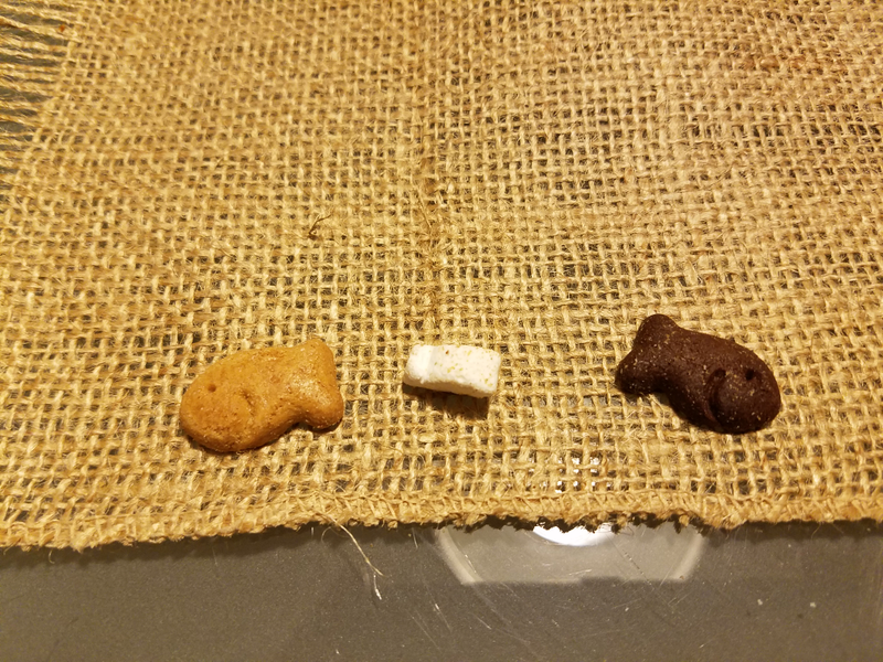 Finally, goldfish have ended racism.